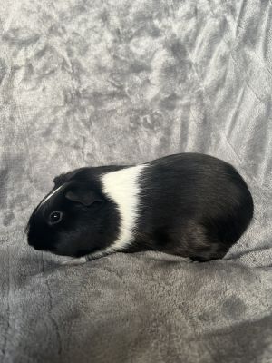Carnation ( Bonded to Prickles), Young Female unknown