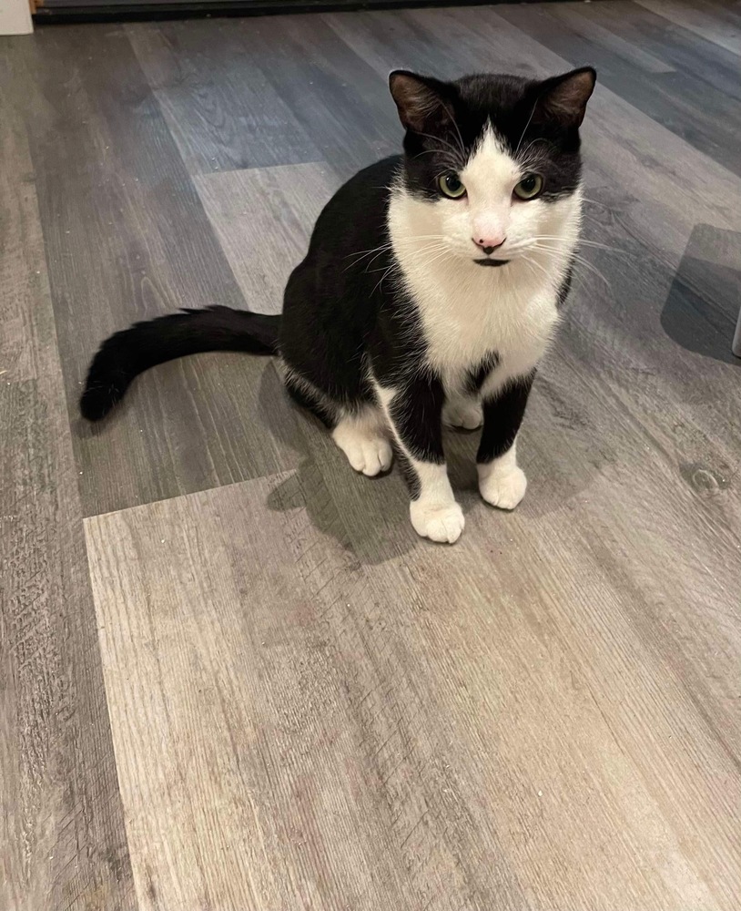Mr. Moo, an adoptable Domestic Short Hair in Poplar Grove, IL, 61065 | Photo Image 1