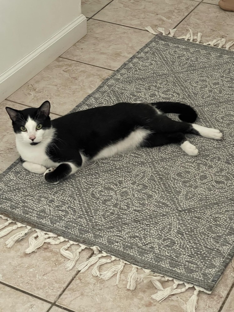Mr. Moo, an adoptable Domestic Short Hair in Poplar Grove, IL, 61065 | Photo Image 2