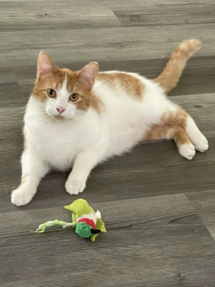 Stewie, an adoptable Domestic Short Hair in Poplar Grove, IL, 61065 | Photo Image 1