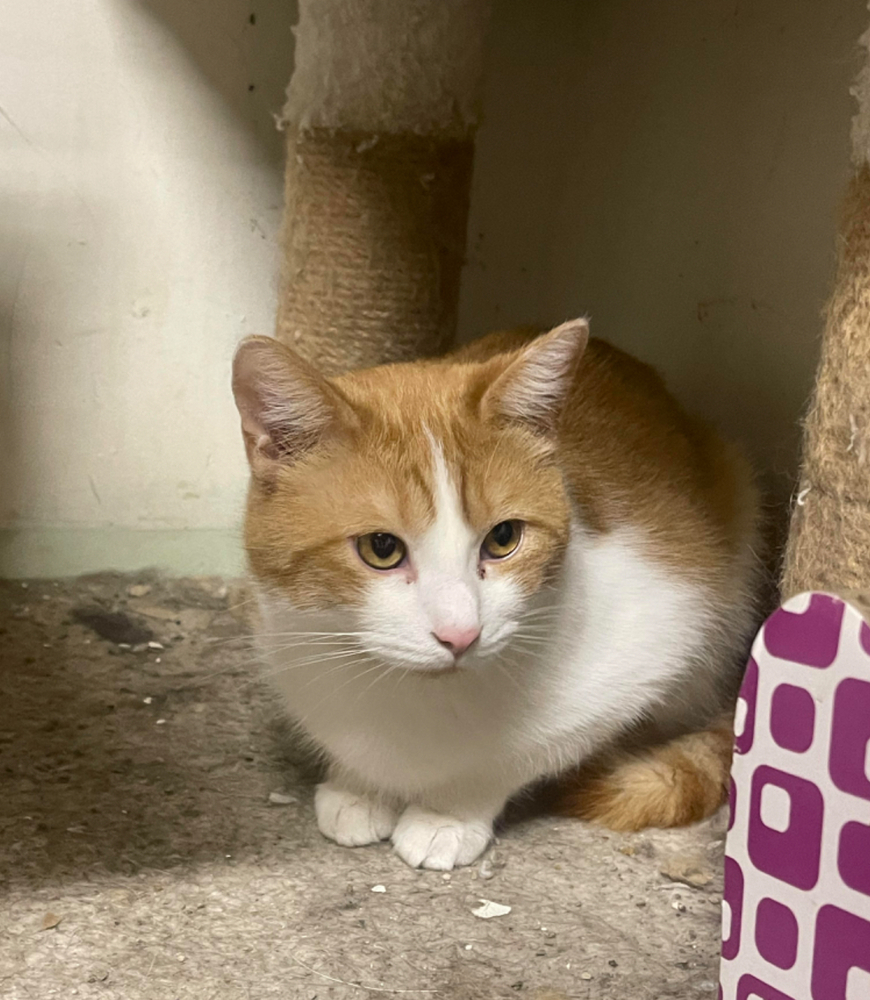 Stewie, an adoptable Domestic Short Hair in Poplar Grove, IL, 61065 | Photo Image 2