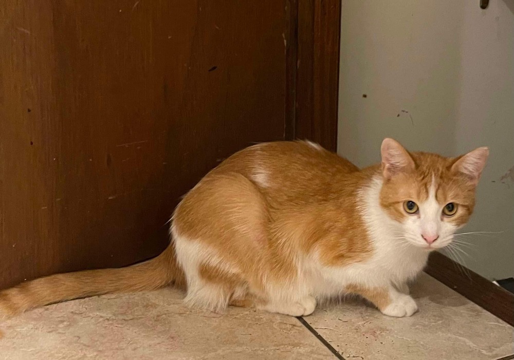 Stewie, an adoptable Domestic Short Hair in Poplar Grove, IL, 61065 | Photo Image 3