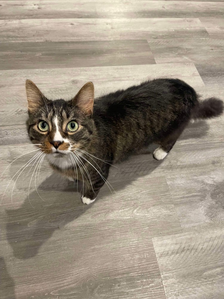 Mr. Foxy, an adoptable Domestic Medium Hair in Poplar Grove, IL, 61065 | Photo Image 1