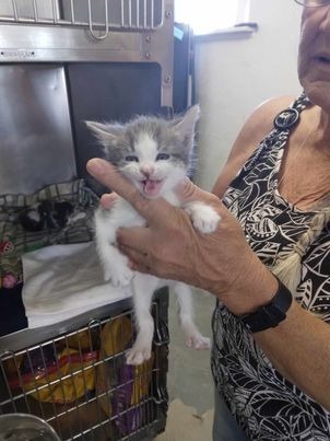 May, an adoptable Domestic Short Hair in Pahrump, NV, 89048 | Photo Image 1