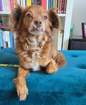 Benny is a youthful 10 year-old 10 lbs long-haired long-legged chihuahua Hes been living happil