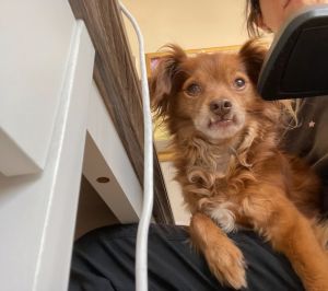 Benny is a youthful 10 year-old 10 lbs long-haired long-legged chihuahua Hes been living happil