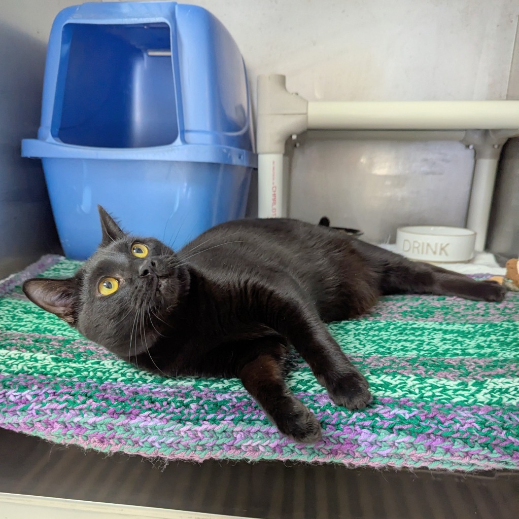 Nebula, an adoptable Domestic Short Hair in Sunrise Beach, MO, 65079 | Photo Image 1