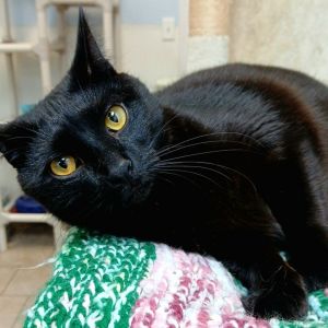 Nebula, Young Female Domestic Short Hair