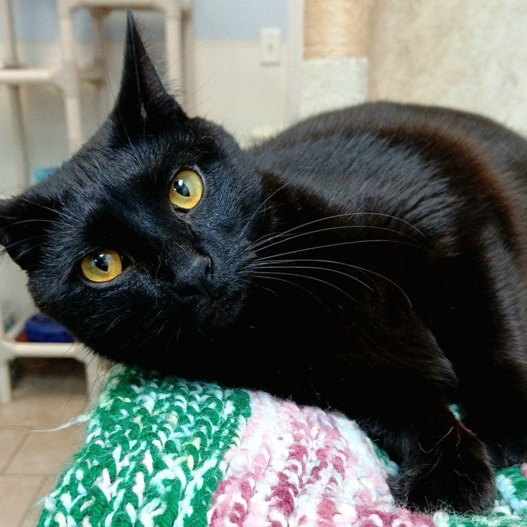 Nebula, an adoptable Domestic Short Hair in Sunrise Beach, MO, 65079 | Photo Image 1