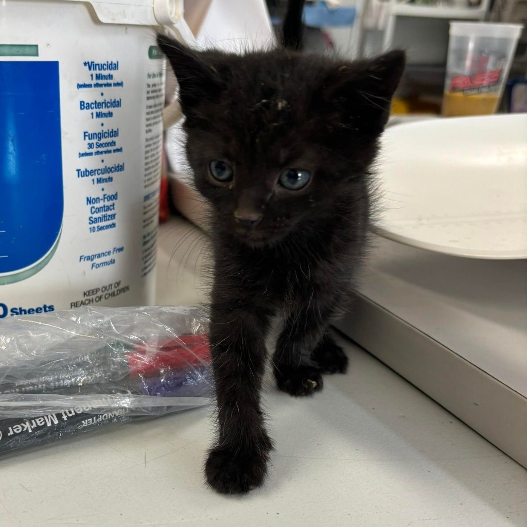 Nebula, an adoptable Domestic Short Hair in Sunrise Beach, MO, 65079 | Photo Image 2