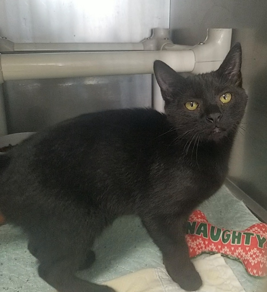 Nebula, an adoptable Domestic Short Hair in Sunrise Beach, MO, 65079 | Photo Image 3