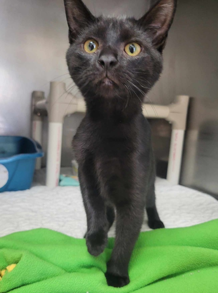 Nebula, an adoptable Domestic Short Hair in Sunrise Beach, MO, 65079 | Photo Image 4