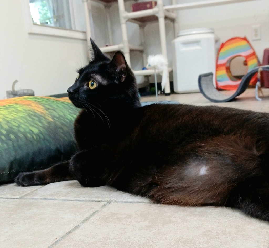 Nebula, an adoptable Domestic Short Hair in Sunrise Beach, MO, 65079 | Photo Image 6