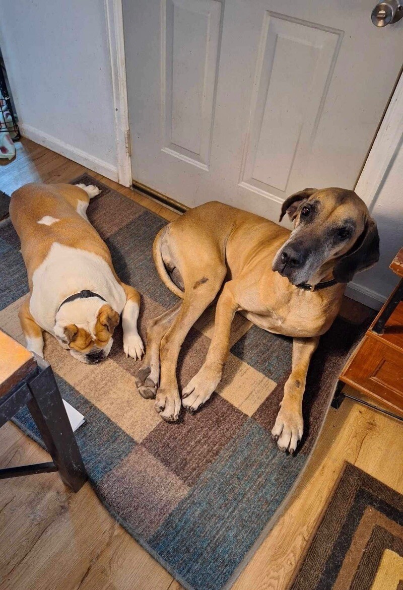 Noble, an adoptable Great Dane, Mixed Breed in Windsor, CO, 80550 | Photo Image 2