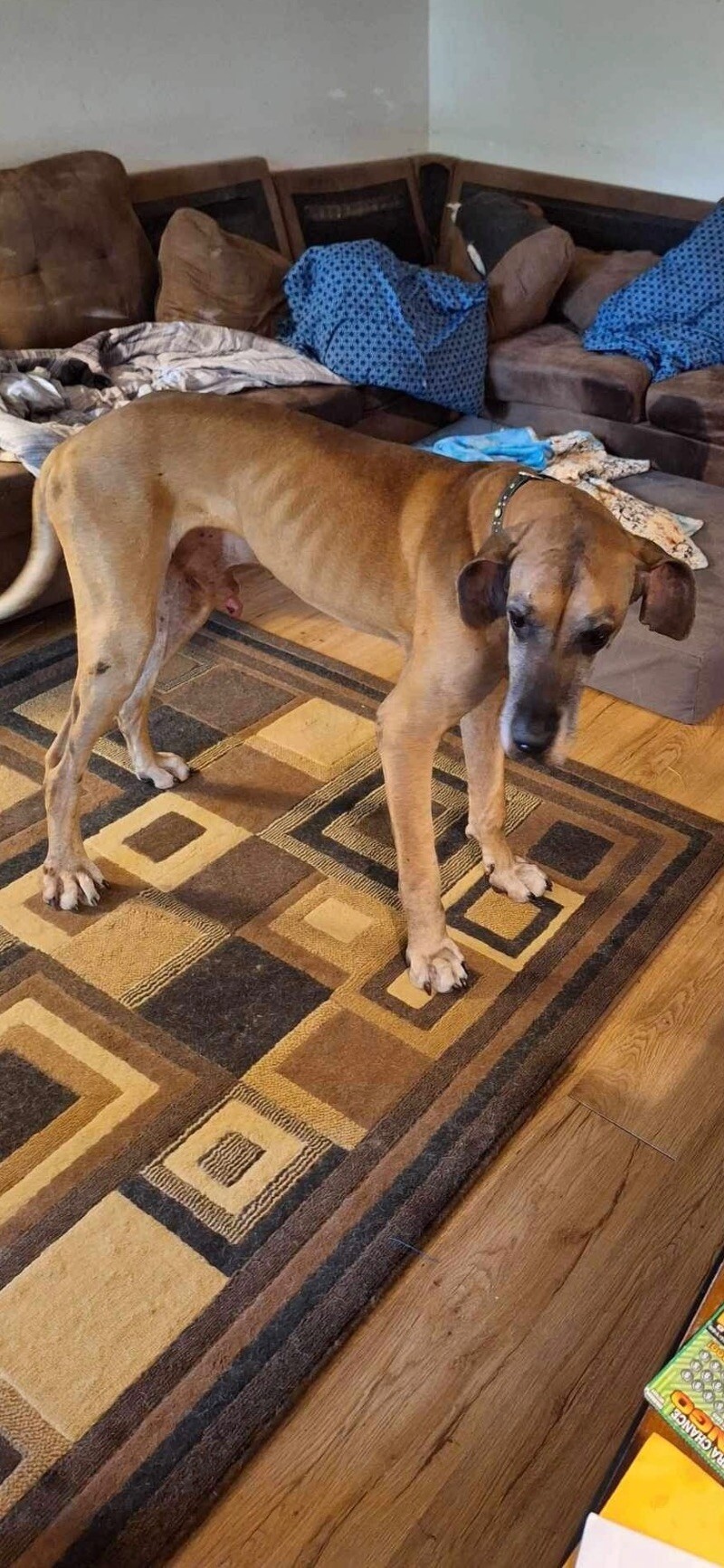 Noble, an adoptable Great Dane, Mixed Breed in Windsor, CO, 80550 | Photo Image 3