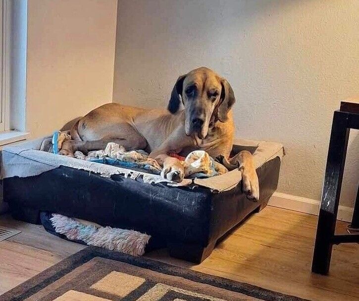 Robi (aka: Noble), an adoptable Great Dane, Mixed Breed in Windsor, CO, 80550 | Photo Image 3