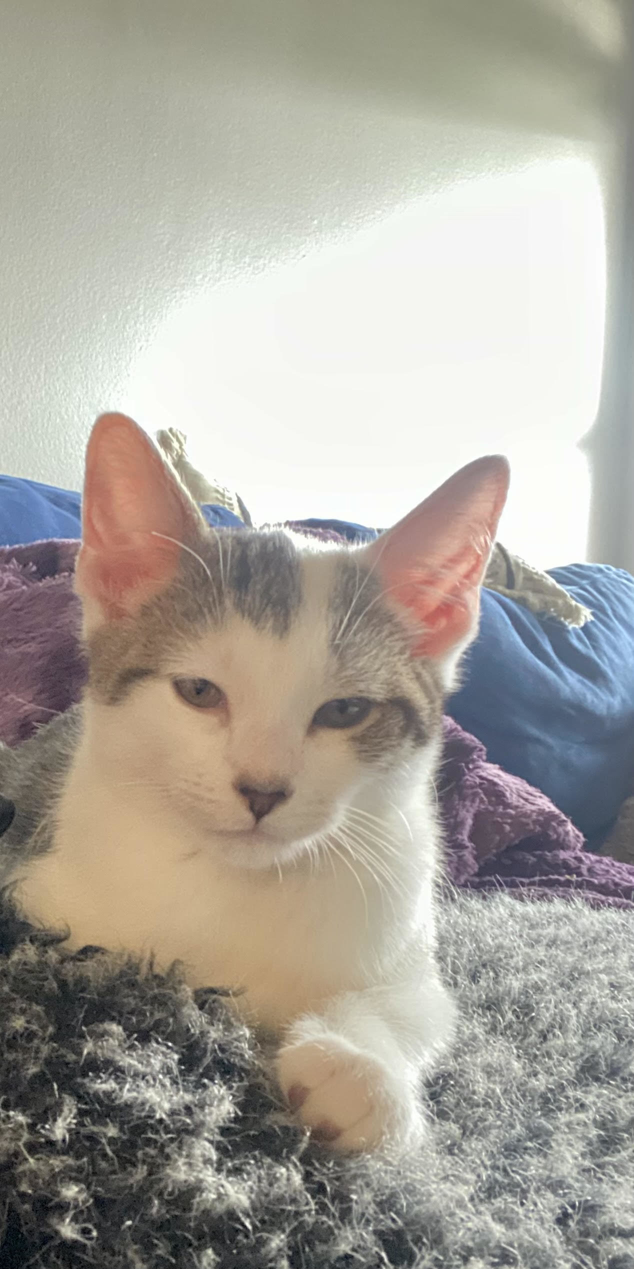 Simone