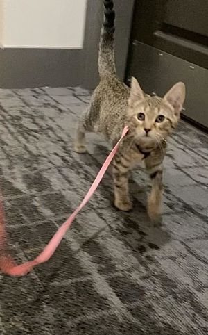 Sadie, Young Female Domestic Short Hair
