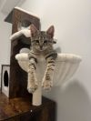 Sadie photo 4