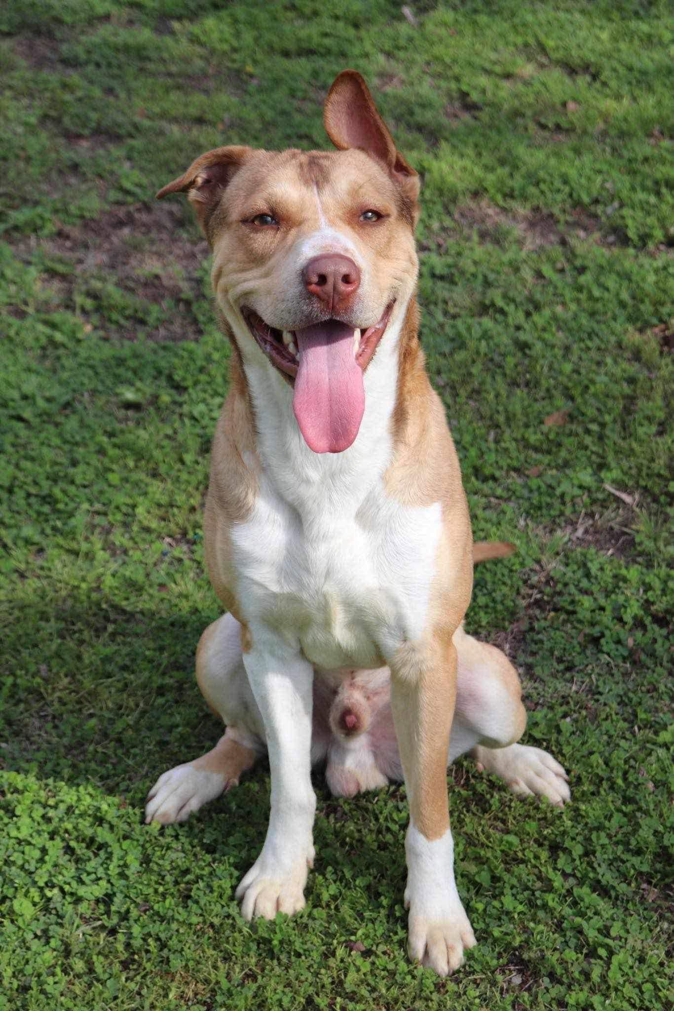 Zeus, an adoptable Pit Bull Terrier in Polson, MT, 59860 | Photo Image 1