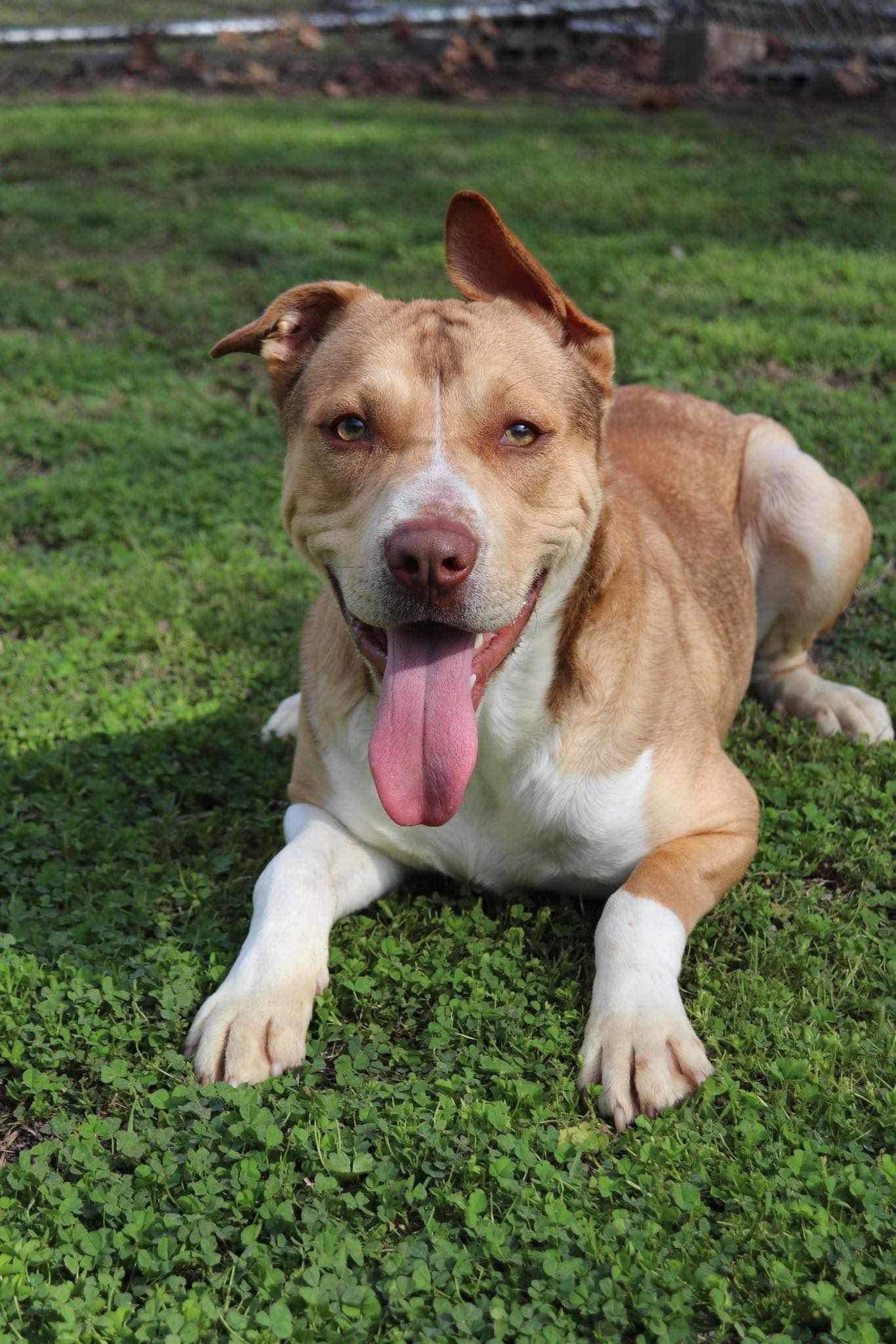 Zeus, an adoptable Pit Bull Terrier in Polson, MT, 59860 | Photo Image 2