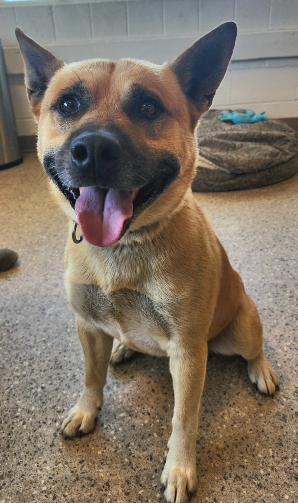 Winston, an adoptable Jindo in Gold Beach, OR, 97444 | Photo Image 1