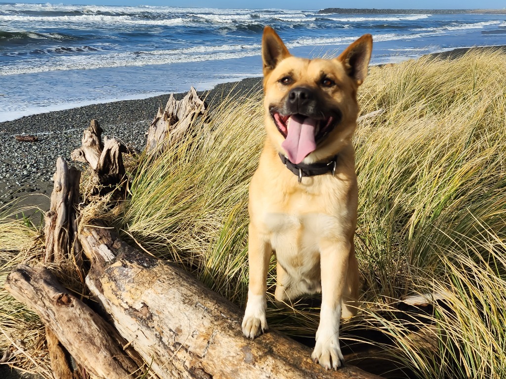 Winston, an adoptable Jindo in Gold Beach, OR, 97444 | Photo Image 1