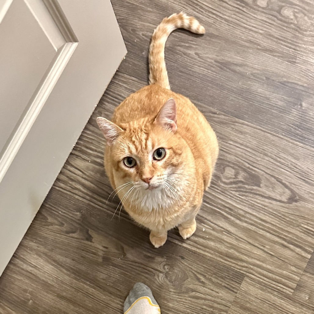 Sunkist, an adoptable Domestic Short Hair in Austin, TX, 78704 | Photo Image 1
