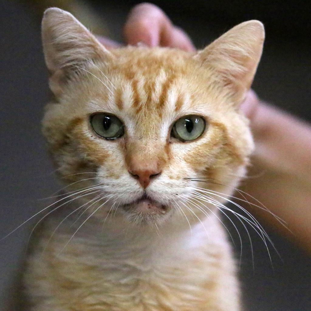 Sunkist, an adoptable Domestic Short Hair in Austin, TX, 78704 | Photo Image 2