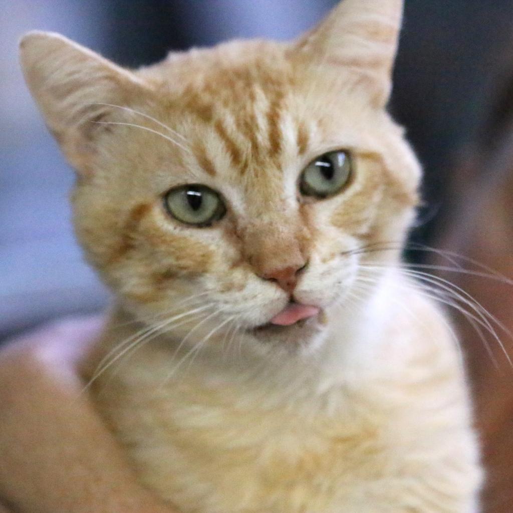 Sunkist, an adoptable Domestic Short Hair in Austin, TX, 78704 | Photo Image 3