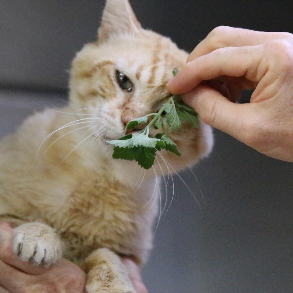 Sunkist, an adoptable Domestic Short Hair in Austin, TX, 78704 | Photo Image 4