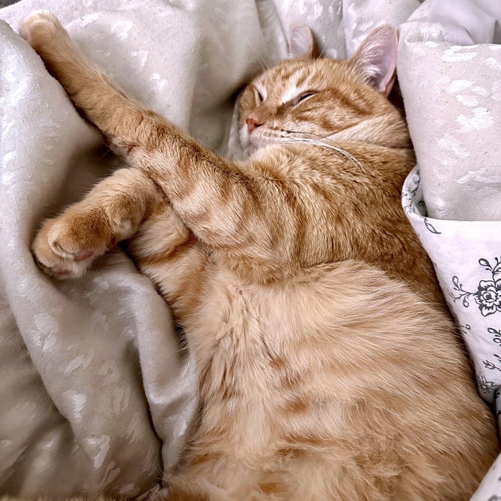 Sunkist, an adoptable Domestic Short Hair in Austin, TX, 78704 | Photo Image 5
