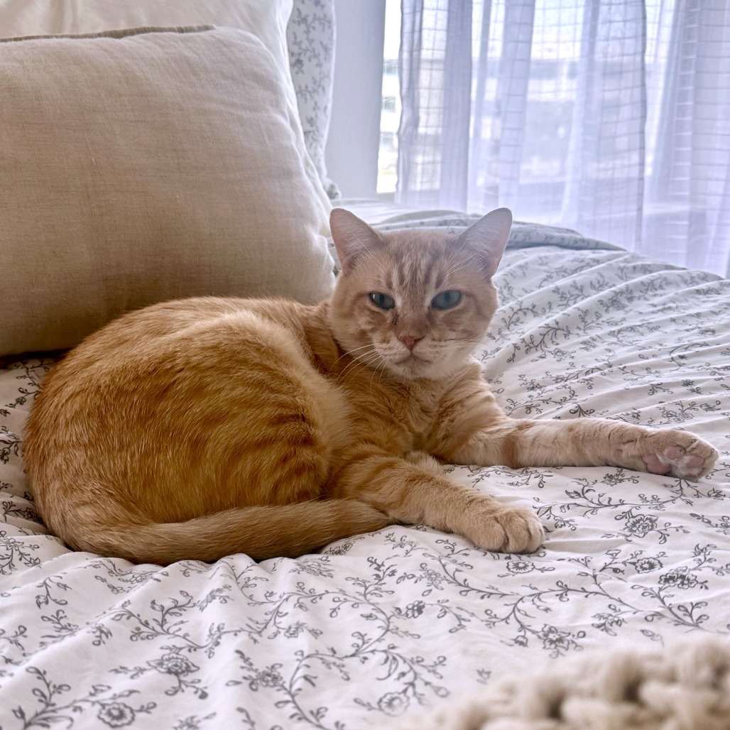 Sunkist, an adoptable Domestic Short Hair in Austin, TX, 78704 | Photo Image 6