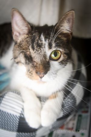 Meet me Malaika The One-Eyed Wonder with a Heart of Gold Im a sweet one-eyed feline is looking f