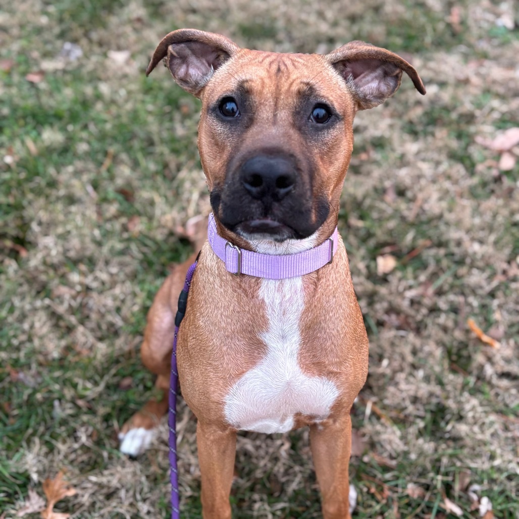 Neon, an adoptable Boxer, Basenji in St. Peters, MO, 63376 | Photo Image 1