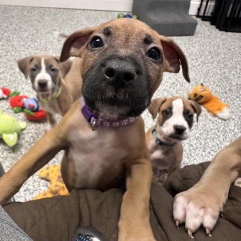 Neon, an adoptable Boxer, Basenji in St. Peters, MO, 63376 | Photo Image 2