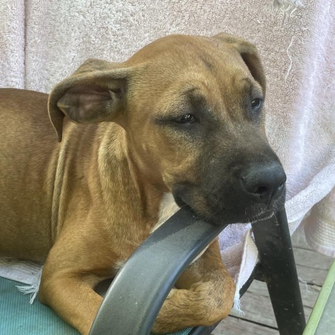 Neon, an adoptable Boxer, Basenji in St. Peters, MO, 63376 | Photo Image 2