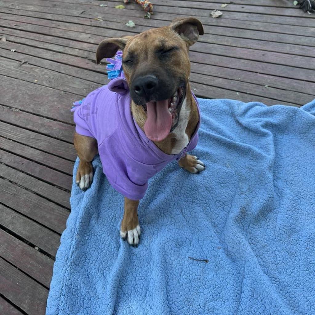 Neon, an adoptable Boxer, Basenji in St. Peters, MO, 63376 | Photo Image 2