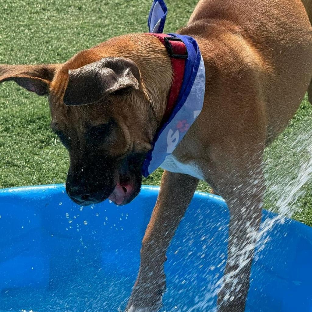 Neon, an adoptable Boxer, Basenji in St. Peters, MO, 63376 | Photo Image 3