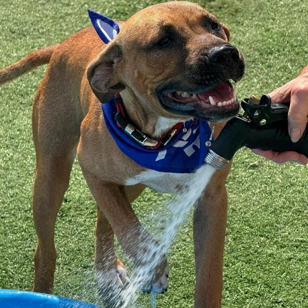 Neon, an adoptable Boxer, Basenji in St. Peters, MO, 63376 | Photo Image 4