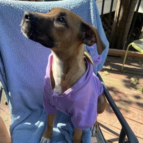 Neon, an adoptable Boxer, Basenji in St. Peters, MO, 63376 | Photo Image 5