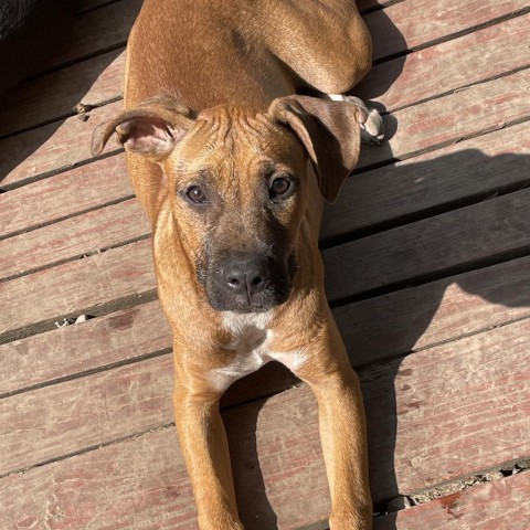 Neon, an adoptable Boxer, Basenji in St. Peters, MO, 63376 | Photo Image 5