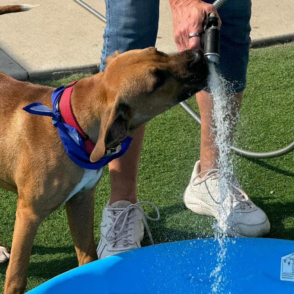 Neon, an adoptable Boxer, Basenji in St. Peters, MO, 63376 | Photo Image 5