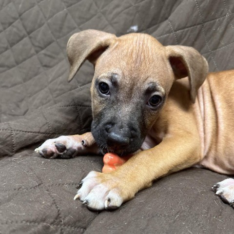 Neon, an adoptable Boxer, Basenji in St. Peters, MO, 63376 | Photo Image 6