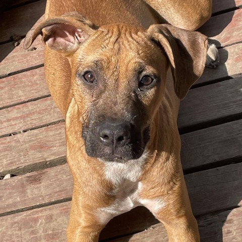 Neon, an adoptable Boxer, Basenji in St. Peters, MO, 63376 | Photo Image 6