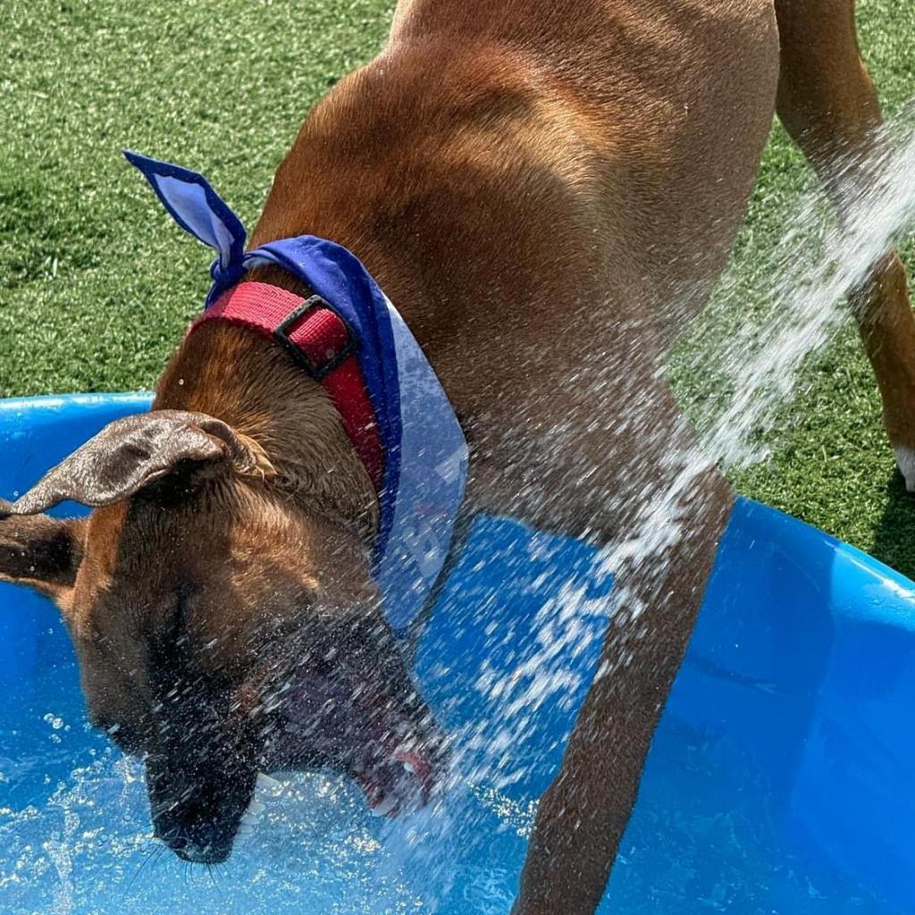 Neon, an adoptable Boxer, Basenji in St. Peters, MO, 63376 | Photo Image 6