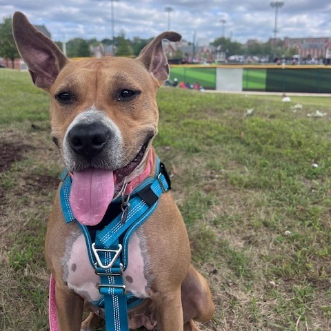 Mercury (mom), an adoptable Basenji, Boxer in St. Peters, MO, 63376 | Photo Image 1