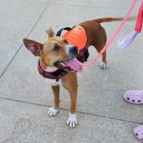 Mercury (mom), an adoptable Basenji, Boxer in St. Peters, MO, 63376 | Photo Image 2