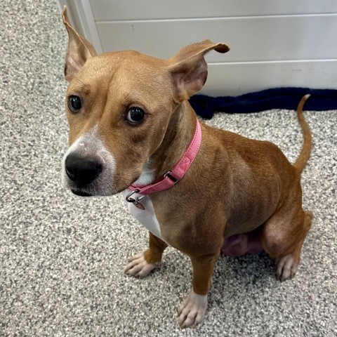 Mercury (mom), an adoptable Basenji, Boxer in St. Peters, MO, 63376 | Photo Image 3