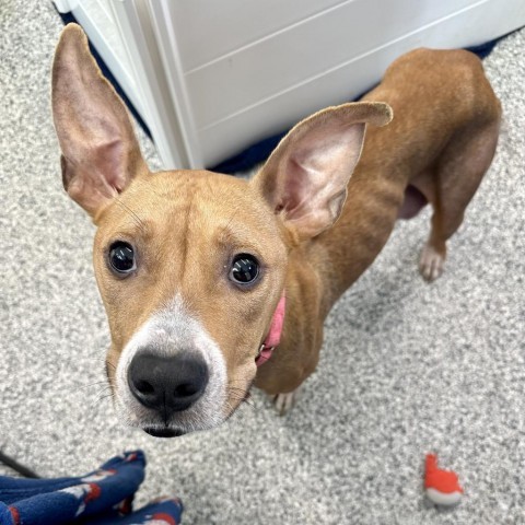 Mercury (mom), an adoptable Basenji, Boxer in St. Peters, MO, 63376 | Photo Image 4